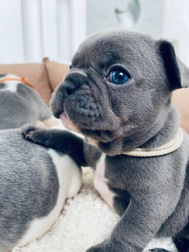 labrador cena: Egzoticni francuski buldozi Na prodaju plavi i merle egzoticni