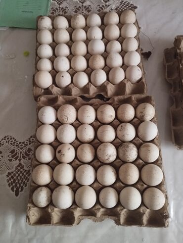 яйцо индюка: Продаю | Инкубационные яйца | Черный принц