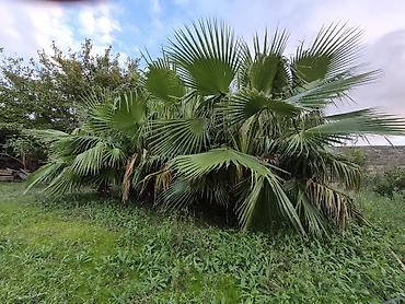 ucuz gul: Mexikan Fan Xurması (Washingtonia robusta) – iri ölçülü, çoxgövdəli — 4