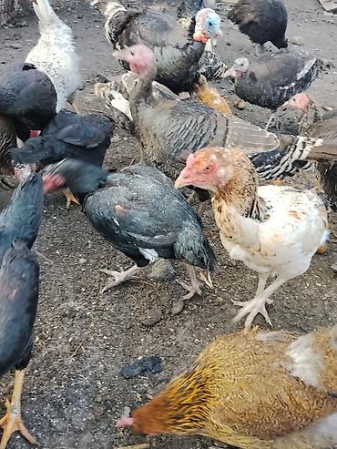 Другие с/х животные: Продаются сельскохозяйственные птицы смешанного поголовья для — 18