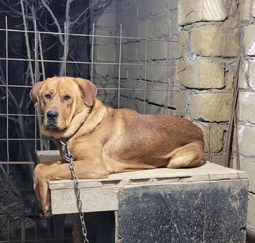 erkək it adları: Labrador-retriver, 2 il, Erkek, Peyvəndli, Ünvandan götürmə, Pulsuz çatdırılma, Ödənişli çatdırılma