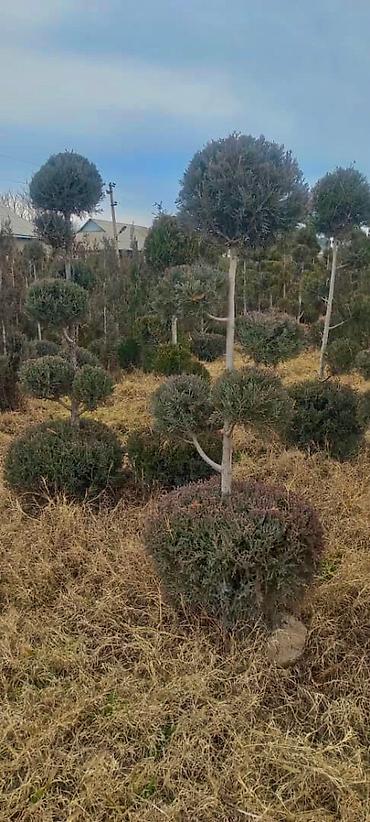 Арча, можжевельник: Ту я можжевельники разной формы ( спираль бонсай, пирамида глобус — 9