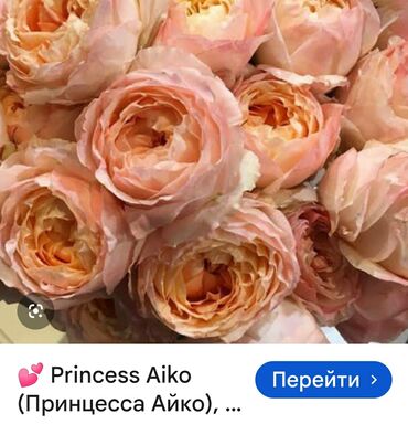 замена диодного моста ниссан патрол: Роза японская Принцесса Айко at lalafo.az замена диодного моста ниссан патрол: Роза японская Принцесса Айко