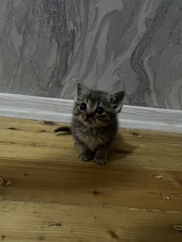 xacmaz heyvan bazari: Британская вислоухая, Самка, В добрые руки, Бесплатная доставка