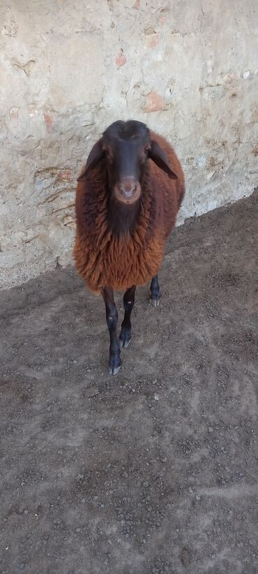 клетки для хомяков в баку: Salam erkeydi ekiztay ata anasida ozu kimi qanqırmızı heyvandi