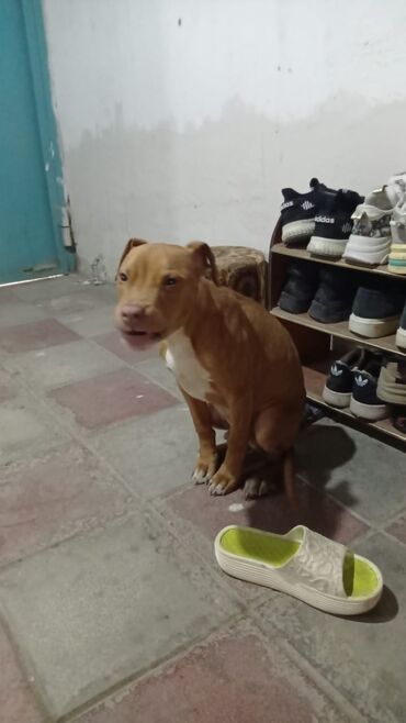 pitbull satışı: Pitbul, 4 ay, Erkek, Peyvəndli, Ünvandan götürmə