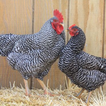 qaşqaldaq quşu: Barred Rock xoruzu və toyuğu satıllr 100 manat
