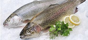 рыбо: Форель радужная Преимущества: - Плотное мясо,выращивается в речке,на — 1