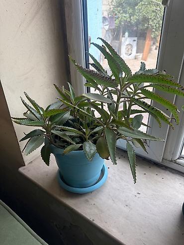 nokia yarpaq: Kalanxoe (Bryophyllum daigremontianum – “uşaqlı kaktus”) – saksıda — 4