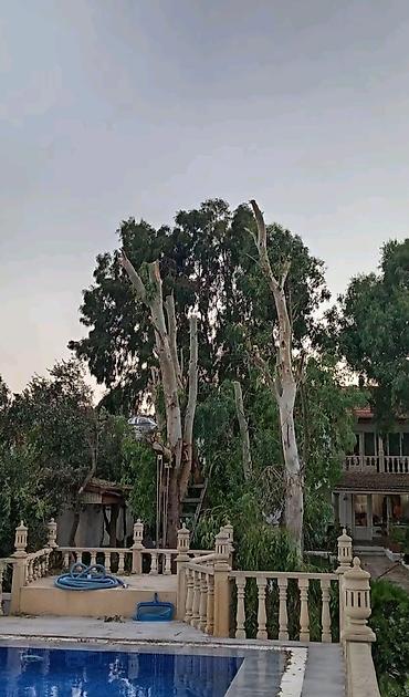 Ландшафтные работы: 🌴Peşəkar ağac budama və təhlükəsiz kəsim xidməti 🌲- Həyətyanı — 2