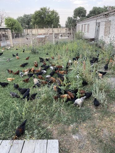 птица фабрика: Продаю цыплят и куриц 
Сатылат тоок короздор 
Курицы 🐔 
Петухи 🐓