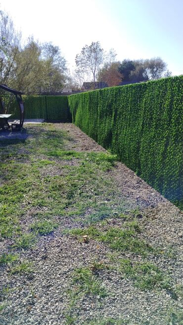 Kommersiya daşınmaz əmlakının satışı: Sumqayıt şəhəri Səməd Vurğun küşəsində yerləşən 1000 kv. m anbar, 800 -da lalafo.az — 43 Kommersiya daşınmaz əmlakının satışı: Sumqayıt şəhəri Səməd Vurğun küşəsində yerləşən 1000 kv. m anbar, 800 — 43