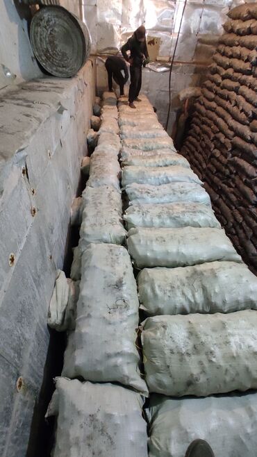 Овощи: Саженцы овощей: Морковь — 17