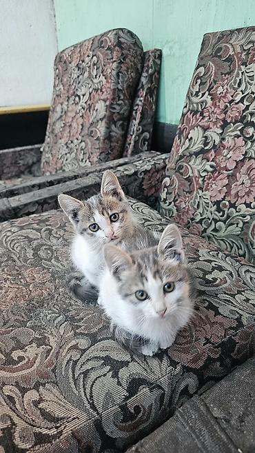 купить тайскую кошку: Отдадим даром котят серо-белого окраса, есть 1 мальчик и 1 девочка - — 1