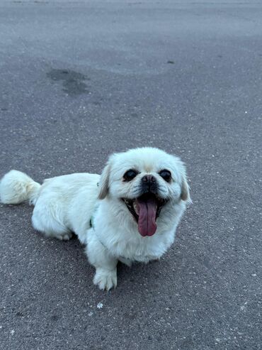 pekines satisi: Pekines, 1 il, Dişi, Peyvəndli, Ödənişli çatdırılma