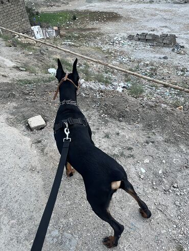 İtlər: Doberman, 11 ay, Erkek, Peyvəndli, Ünvandan götürmə