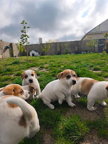 york terrier: Cek rassel teryer, 2 ay, Ünvandan götürmə — 6