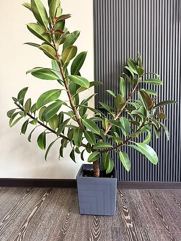 Фикустар: Фикус эластика (Ficus elastica) в декоративном горшке. - Крупное — 1