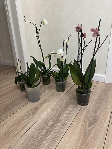 Орхидеи: Орхидеи Голландские Phalaenopsis сортовые цветущие по 800 сомов — 3