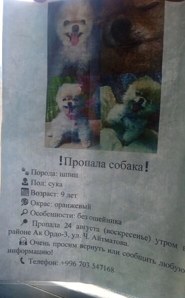 собаку в добрые руки: Объявление: ❗Пропала собака❗ 🐕Порода: шпиц Пол: Сука Возраст