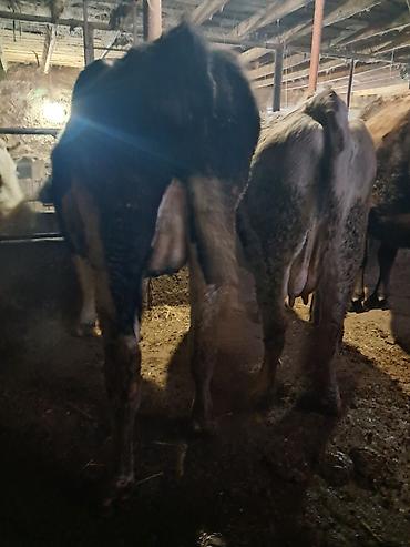 Коровы, быки: Продаю | Корова (самка) | Для молока | Привязанные — 11