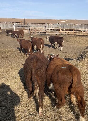 сколько длится беременность коровы: Продаю | Бык (самец) | Герефорд | На откорм | Племенные