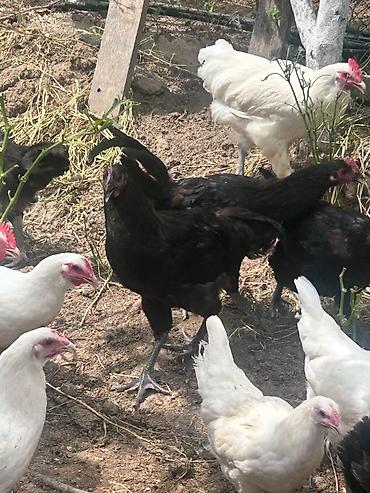 qala cinsi qoyun satilir: Salam tam saglam ag qara temiz cins 4 ay yarimliq avstralip colpalar — 2