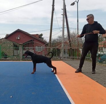 Životinje: Doberman vrhunski štenci izložbenog ranga od zdravih testiranih