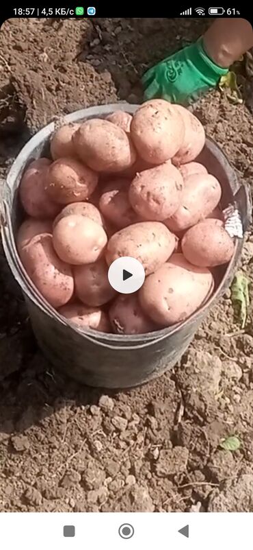 куплю картофель оптом: Картошка В розницу