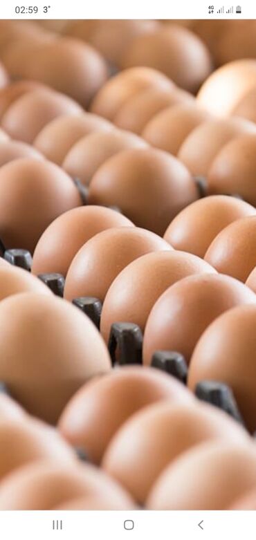 Молочные продукты и яйца: Яицо оптом частные хозайство каждый день свежие яицы
