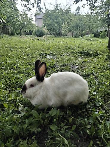 akvarium baliqlari qizil baliq: Kaliforniya dovşan dı əti və çekisi 6 7 kiloyu aşa bilir amma baxımdan — 3