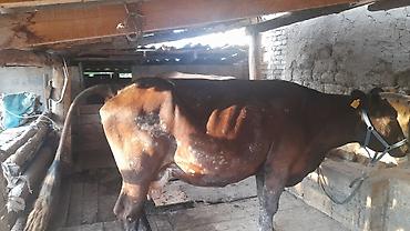 дойки ко: Продаю | Корова (самка) | Для молока | Привязанные — 1