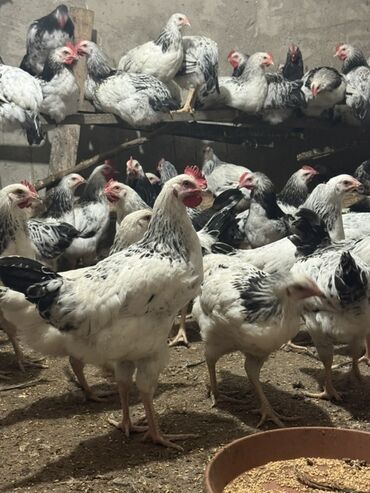 xacmaz inəy: Məhsul: Ağ-qara ləkəli ət‑yumurta istiqamətli toyuqlar (sürü) Təsvir