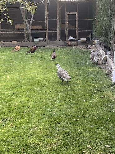 купить фазанов для разведения: Молодняк охотничьх фазанов - Разные окрасы: дикий/коричневый — 8