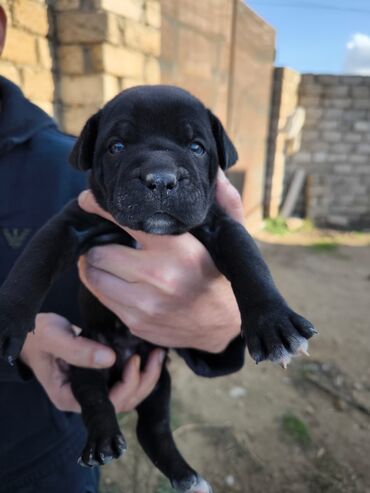 it maneji: Kane-Korso, 1 ay, Dişi, Peyvəndli, Ünvandan götürmə