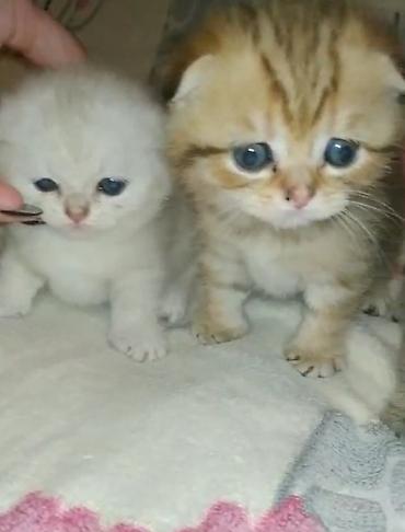 Pişiklər: Şotland, Erkək, Dişi, Yaxşı əllərə, Ödənişli çatdırılma, Ünvandan götürmə, Rayonlara çatdırılma — 1