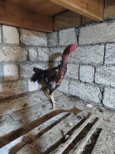 rotwe: Heyratı xoruz. Təmiz cins saglam,cavan heyvandi. 4 ədəd lal ordekləde — 1