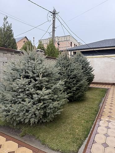 Ель: Продаю Ели голубые от 2-4 метров, колоновидные туи 4 метровые: густые — 16