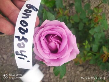 Şitillər: Məhsul: Bağ bitkiləri və meyvə fidanları seçimi - Hibiskus (Rose of — 52