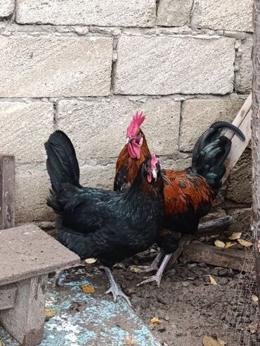 Toyuqlar: Toyuq, Damazlıq, Ödənişli çatdırılma, Ünvandan götürmə — 10