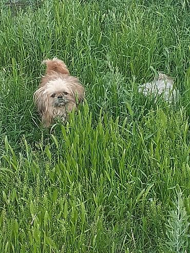İtlər: Pekines, 8 ay, Erkek, Ödənişli çatdırılma — 4