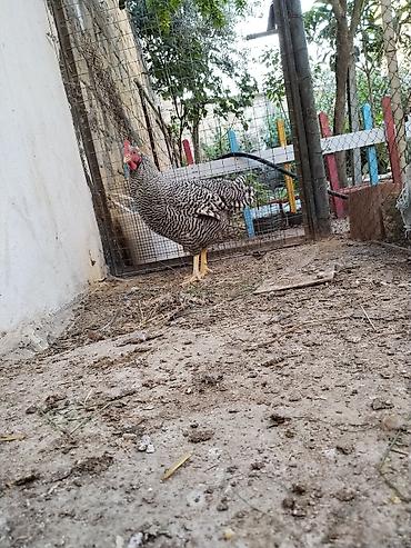 heyvan alqi satqisi: 4ay yarimliq erkek amroks.temiz qandir.hecbir problemi yoxdu.coxdu — 1