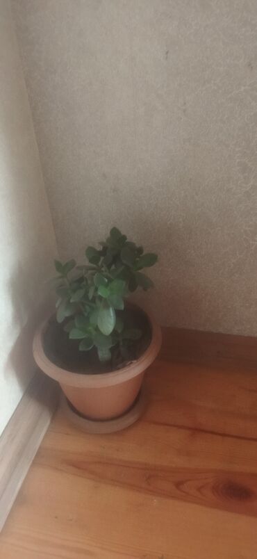 Otaq bitkiləri: Satış üçün müxtəlif otaq/balkon bitkiləri seti. razılaşma yolu ilə -da lalafo.az — 12 Otaq bitkiləri: Satış üçün müxtəlif otaq/balkon bitkiləri seti. razılaşma yolu ilə — 12