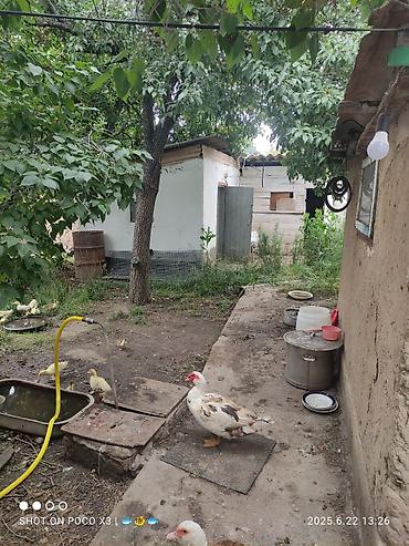 Продажа коттеджей и домов: Дом в ЧолпонАте р-он Хутор на участке более 10соток Продажа, два дома — 3