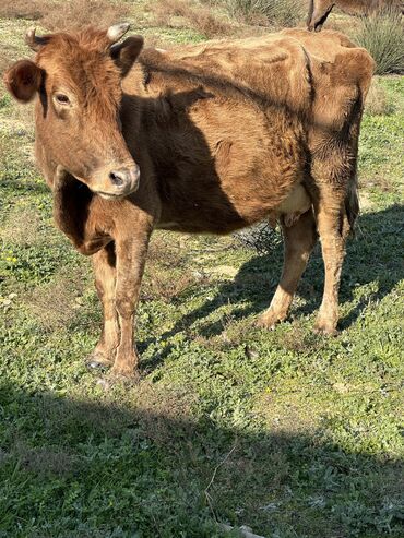 simmental ineklerin satisi: Dişi, il: 2, 300 kq, Südlük, Ünvandan götürmə