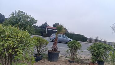 Şitillər: Dekarativ agaclarin satisi — 12