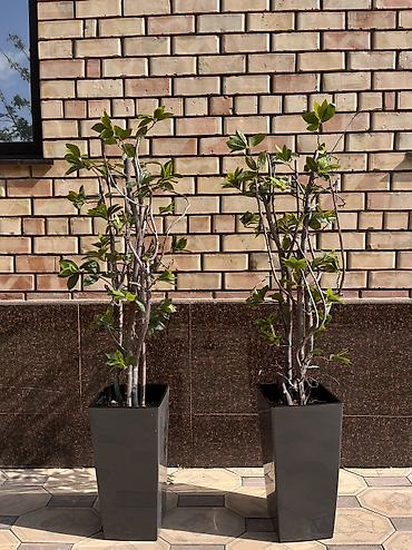 Декоративные цветы: 🌿 Мы — Mayram Decor KG, ваш надежный партнёр в создании эффектных и — 32