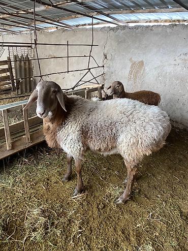 Баран, овца: Продаю | Баран (самец) | Арашан | Для разведения | Осеменитель — 4