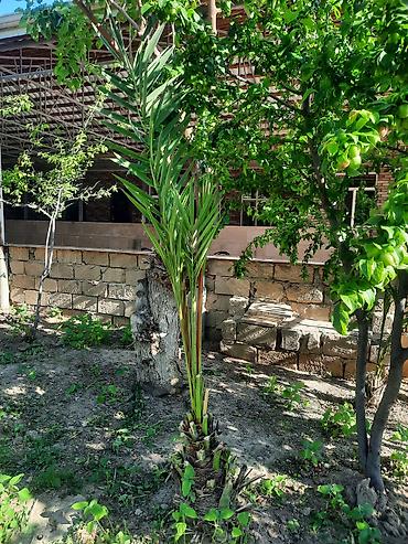 ağaç satışı: Salam, müxtəlif ölçüdə xurma ağacları satılır. Qiymət razılaşma yolu — 2
