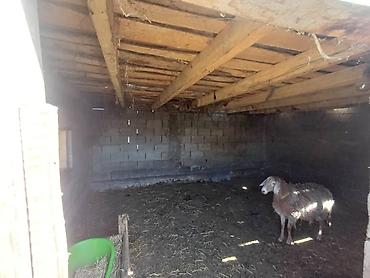 Продаю дом в селе Беловодское улица Калинина at lalafo.kg — 6 Продаю дом в селе Беловодское улица Калинина — 6